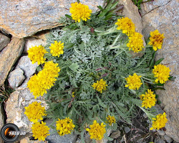 Graines de Génépi des glaciers