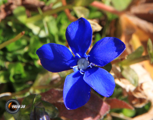 Gentiane à feuilles courtes_Vanoise