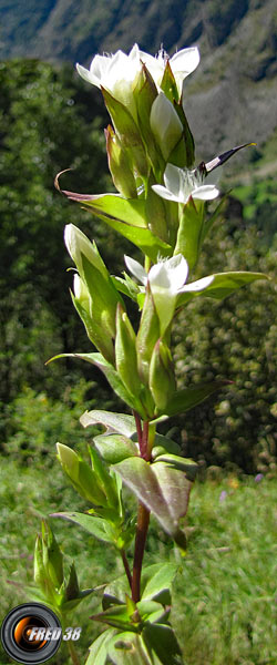 Gentiane cillié blanche_Ecrins