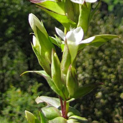 Gentiane cillié blanche_Ecrins