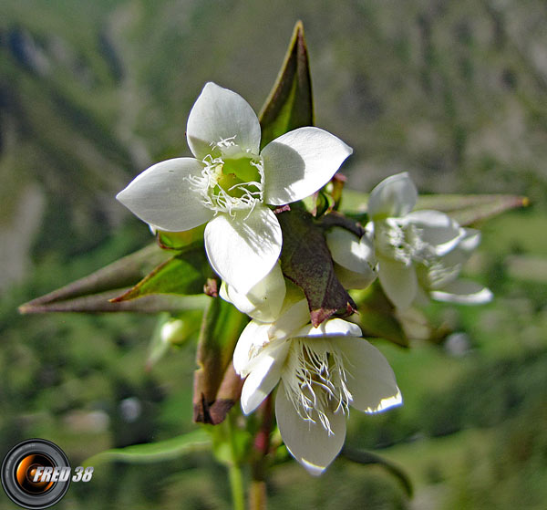 Gentiane cillié blanche2_Ecrins