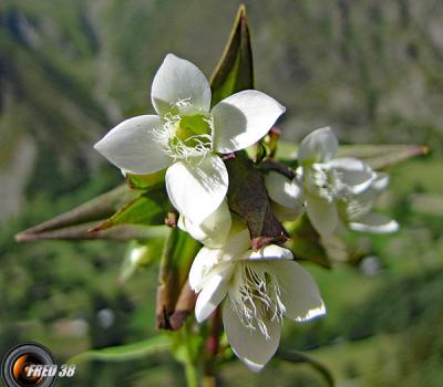 Gentiane cillié blanche2_Ecrins