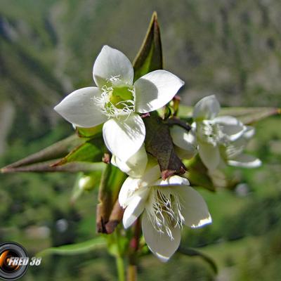 Gentiane cillié blanche2_Ecrins