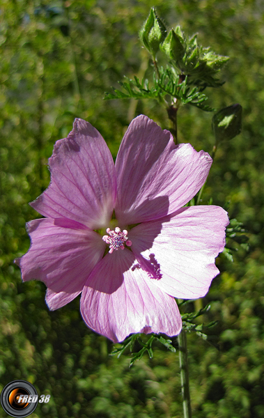 Géranium découpé1_Ecrins