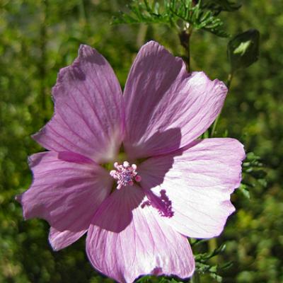 Géranium découpé1_Ecrins