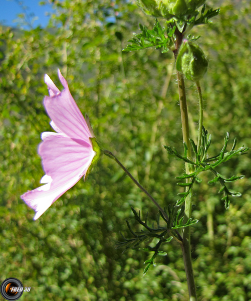 Géranium découpé2_Ecrins