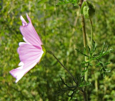 Géranium découpé2_Ecrins