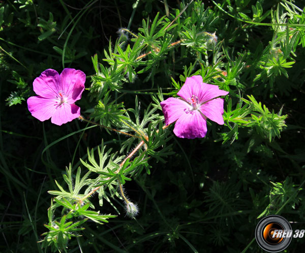 Géranium des bois_Dauphiné