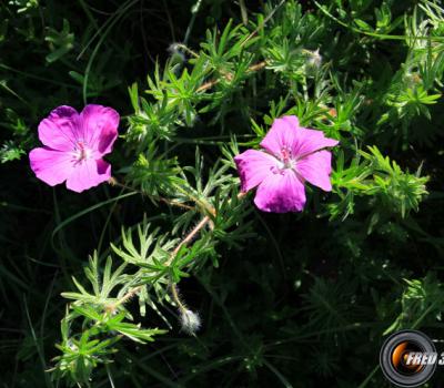 Géranium des bois_Dauphiné