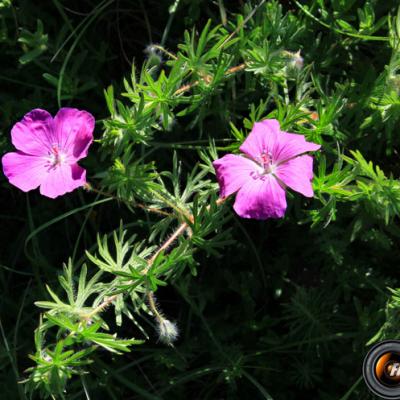 Géranium des bois_Dauphiné