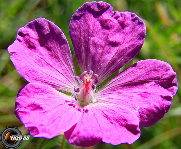 Géranium des bois2_Dauphiné