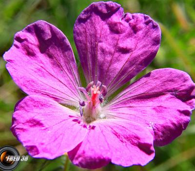 Géranium des bois2_Dauphiné