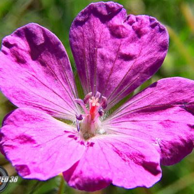 Géranium des bois2_Dauphiné