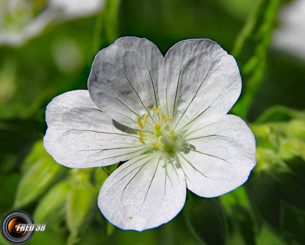 Géranium des prés_Bornes