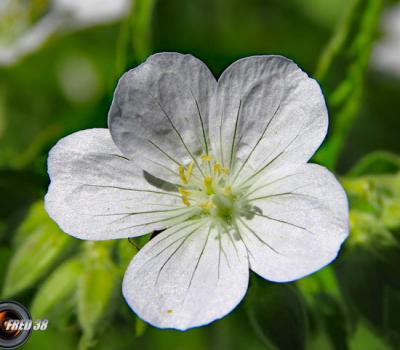 Géranium des prés_Bornes