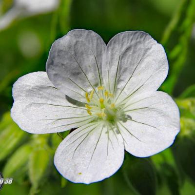 Géranium des prés_Bornes