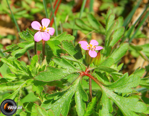 Géranium pourpre_Dauphiné