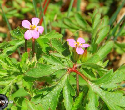 Géranium pourpre_Dauphiné