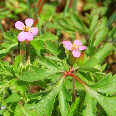 Géranium pourpre_Dauphiné