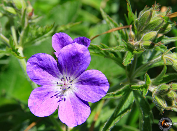 Géranium sanguin_Bornes