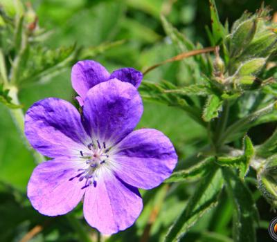 Géranium sanguin_Bornes