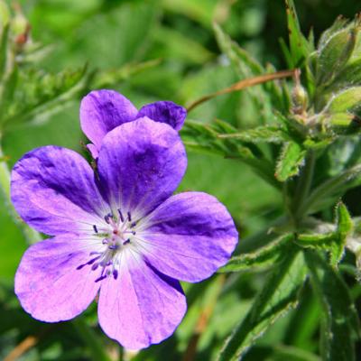 Géranium sanguin_Bornes
