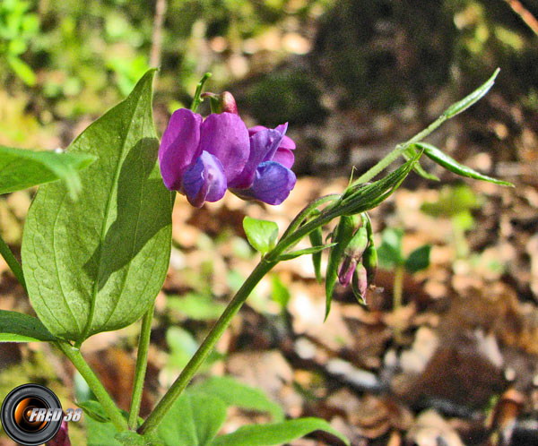 Gesse de Printemps_Dauphiné