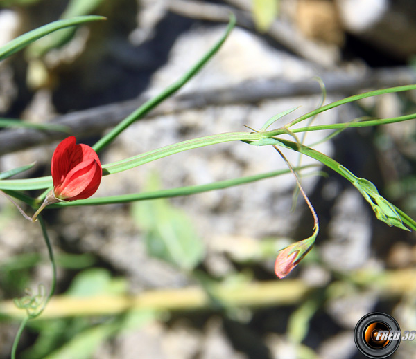 Gessette_Haute-Provence