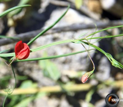 Gessette_Haute-Provence