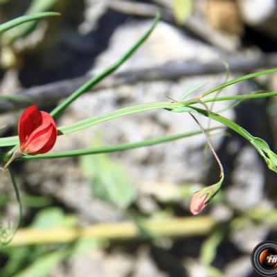 Gessette_Haute-Provence
