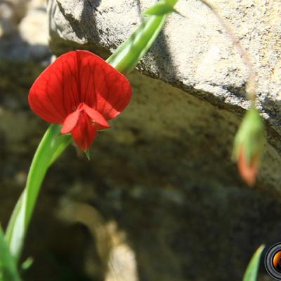Gessette2_Haute-Provence