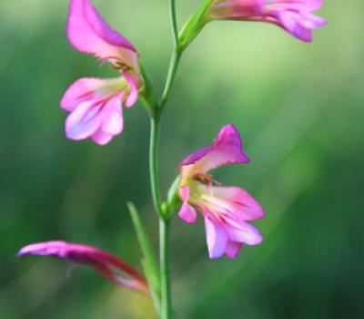 Glaieul des Moissons_Haute-Provence