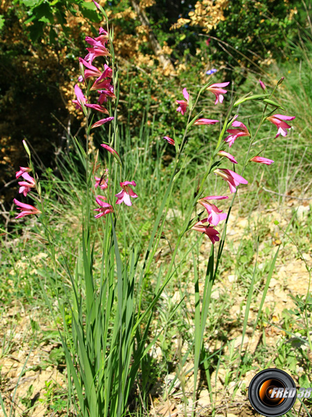 Glaieul des Moissons2_Haute-Provence