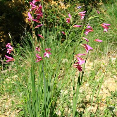Glaieul des Moissons2_Haute-Provence