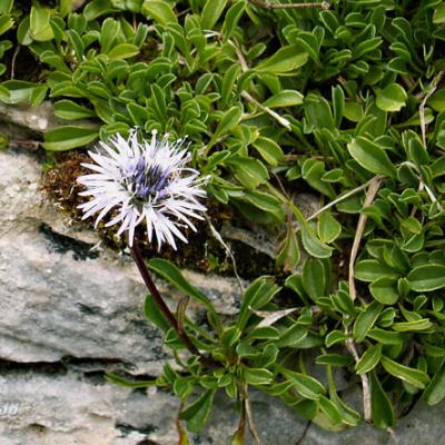 Globulaire naine_Aravis