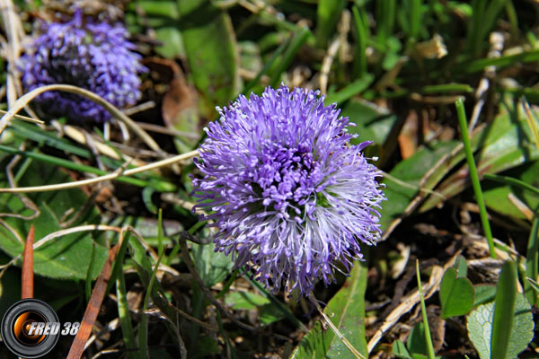 Globulaire commune_Vercors