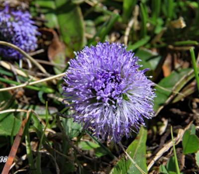 Globulaire commune_Vercors