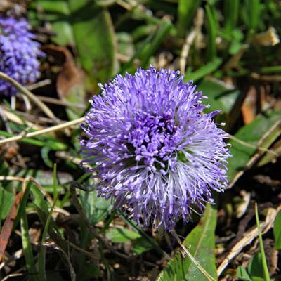 Globulaire commune_Vercors