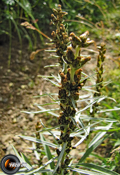 Gnaphale des bois_Ecrins