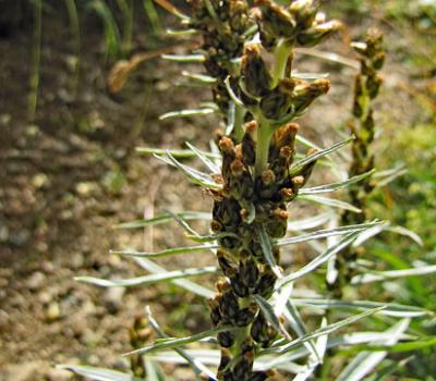 Gnaphale des bois_Ecrins