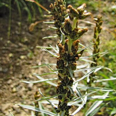 Gnaphale des bois_Ecrins