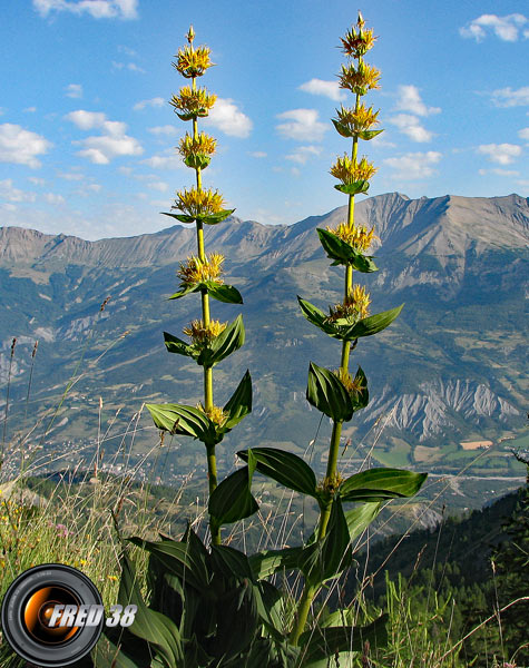 Gentiane jaune(grande)_Ubaye