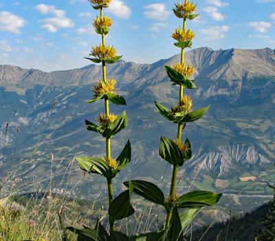 Gentiane jaune(grande)_Ubaye