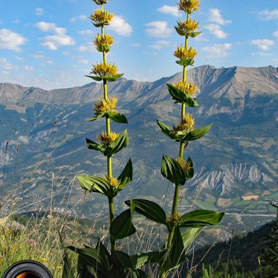 Gentiane jaune(grande)_Ubaye