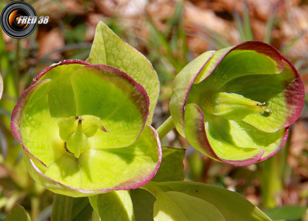 Hellebore fetide_Chartreuse