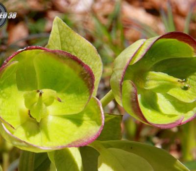 Hellebore fetide_Chartreuse