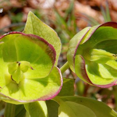 Hellebore fetide_Chartreuse