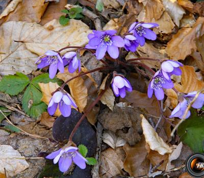 Hépatique_Belledonne