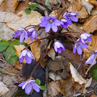 Hépatique_Belledonne