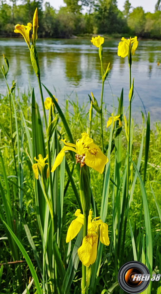 Iris-des-marais_Dauphiné